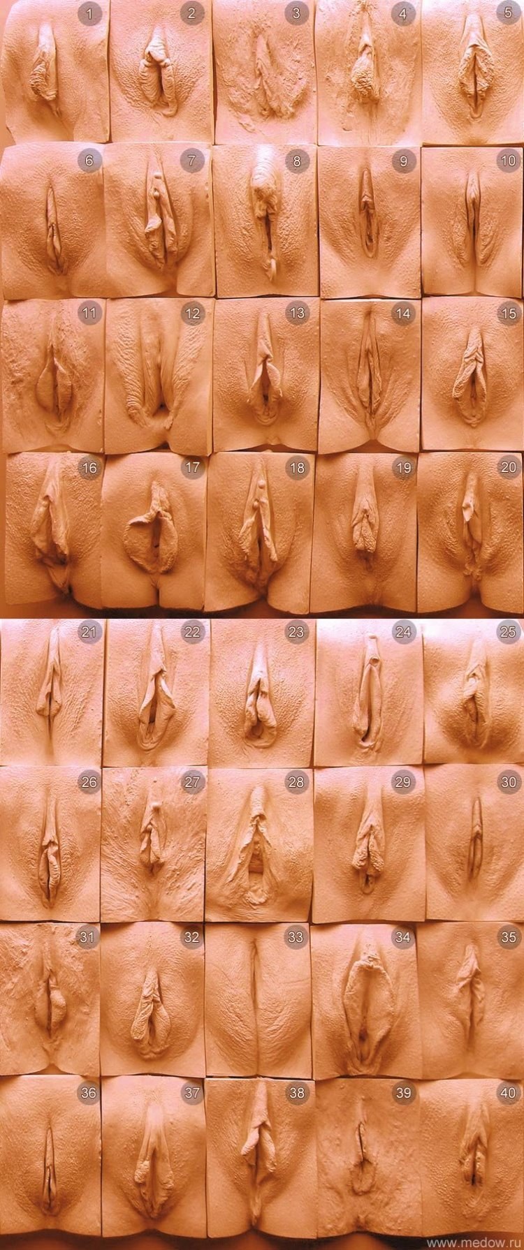 Красивые женские гениталии (58 фото) - секс фото