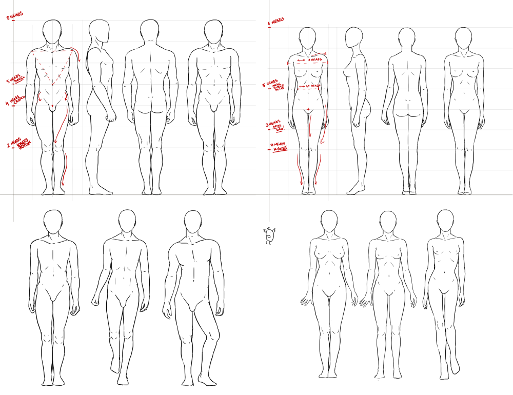Человек в полный рост референс анатомия