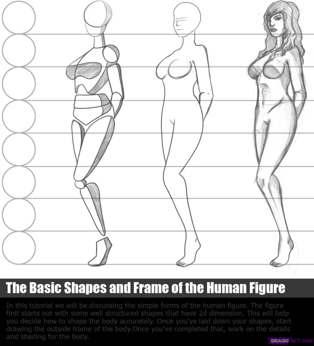 Пропорции девушки для рисования