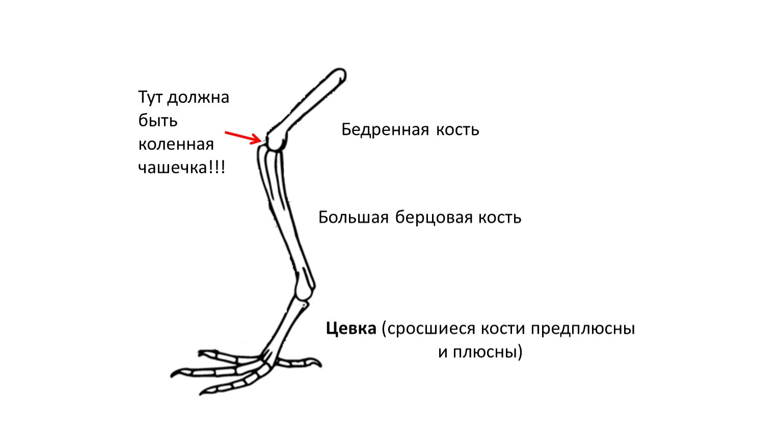 Скелет свободных конечностей птиц