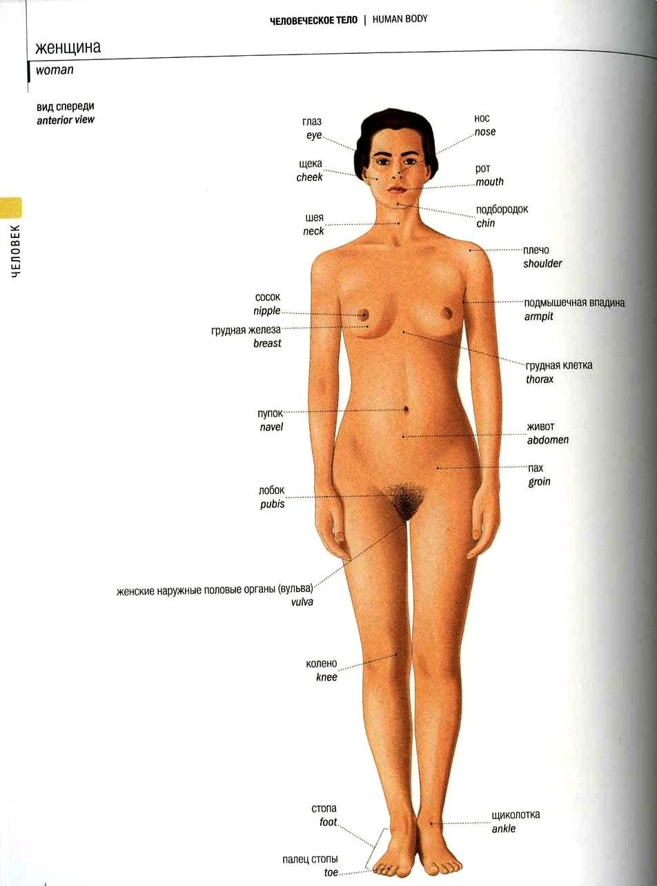 голая женская анатомия фото 8