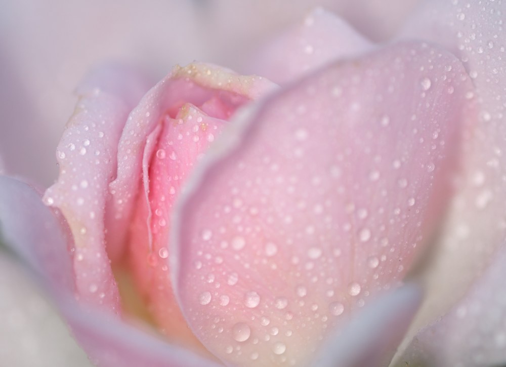 Кайден кросс губы