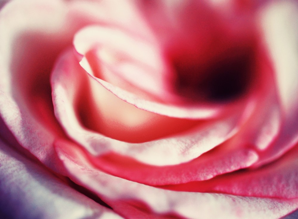 Красивый розовый цвет