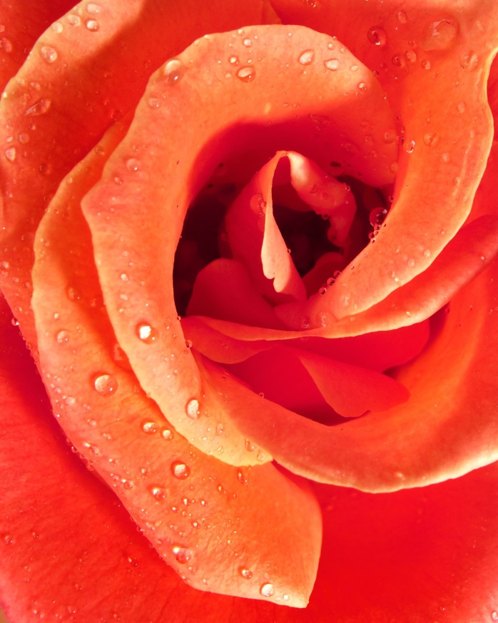 Раскрытые вагины крупным планом