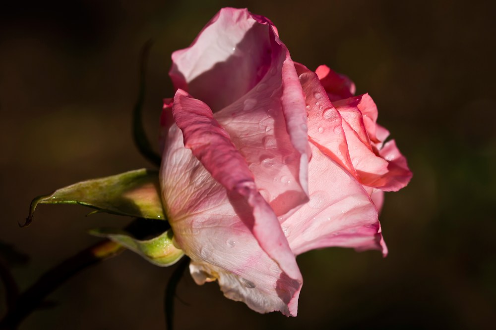 Фрукт похожий на женский половой орган