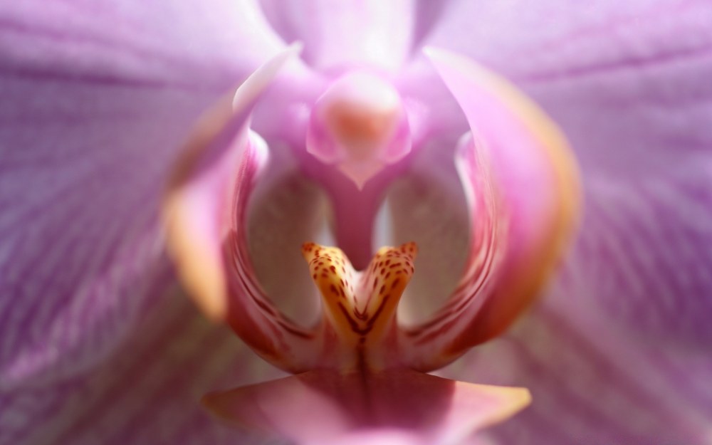 Роза крупным планом сбоку