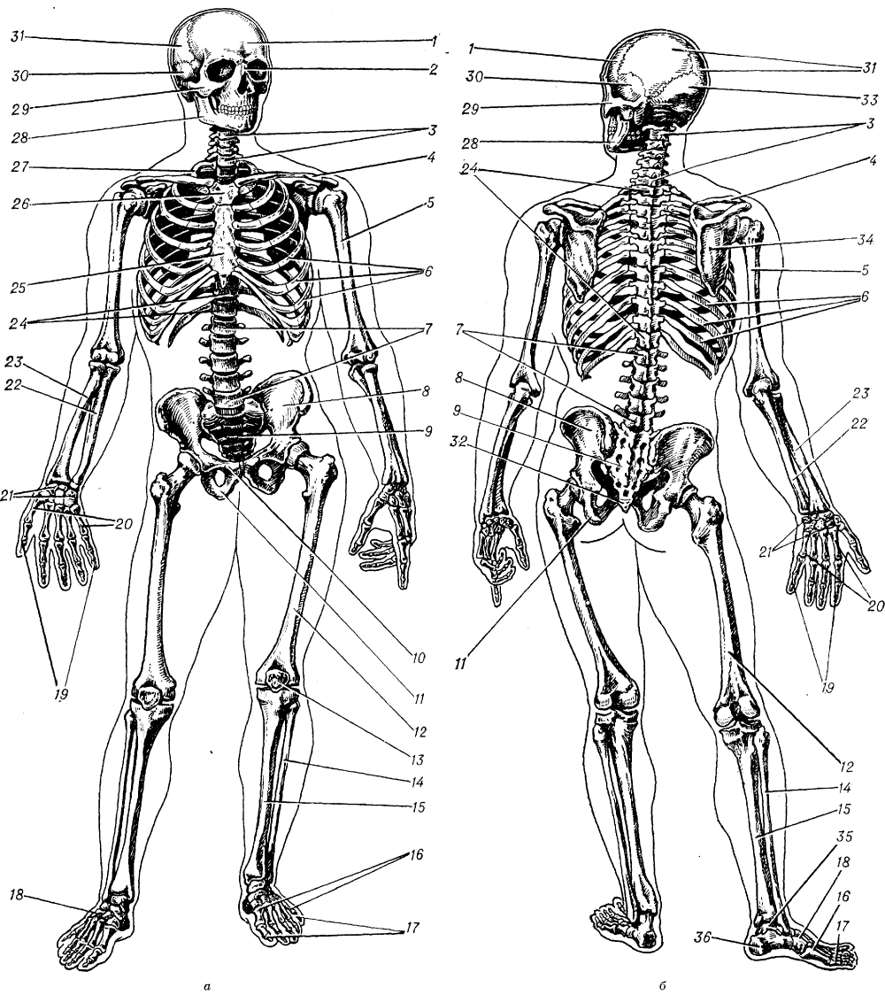 Ракушка раскраска