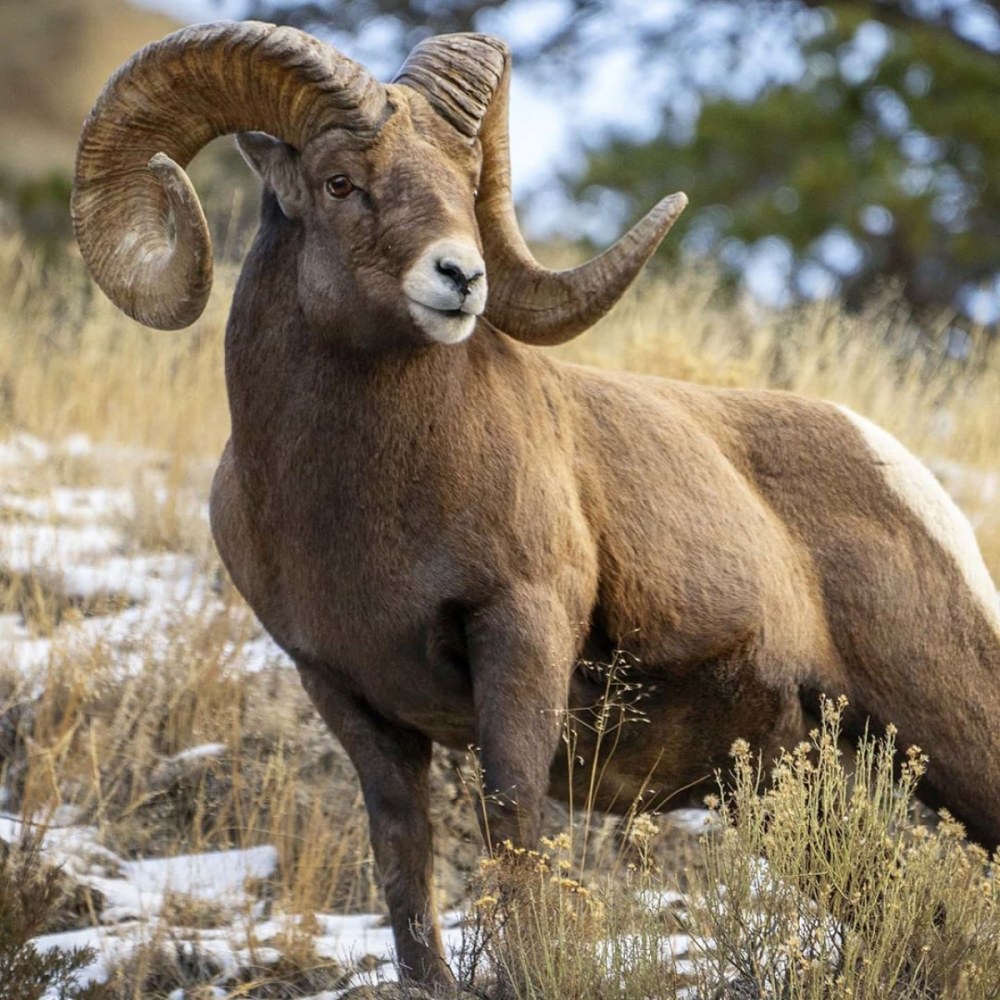 Фурри, мягкая, большие бедра