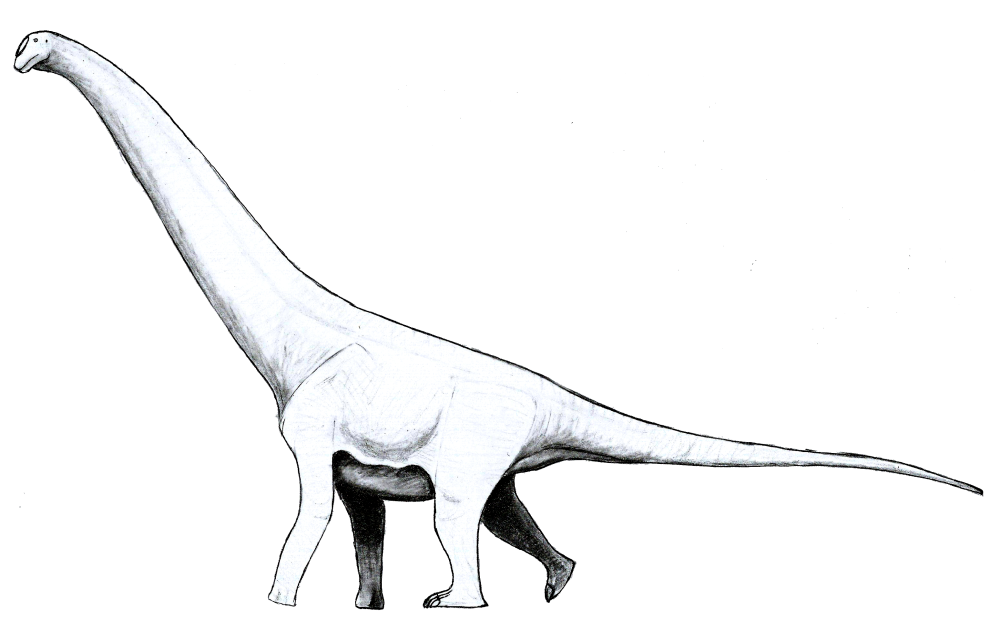 Угол шейки бедренной кости