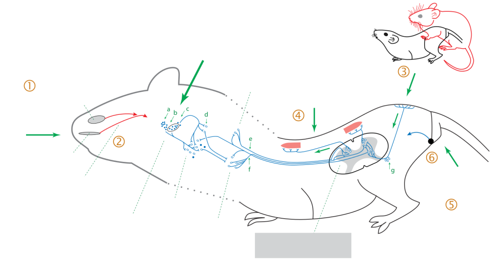 Лицо из РОБЛОКСА на прозрачном фоне