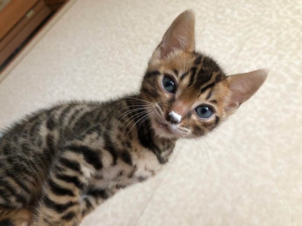 Egger белый премиум w1000 st9