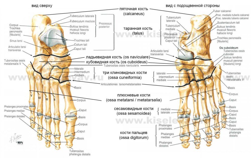 Колготки крупным планом