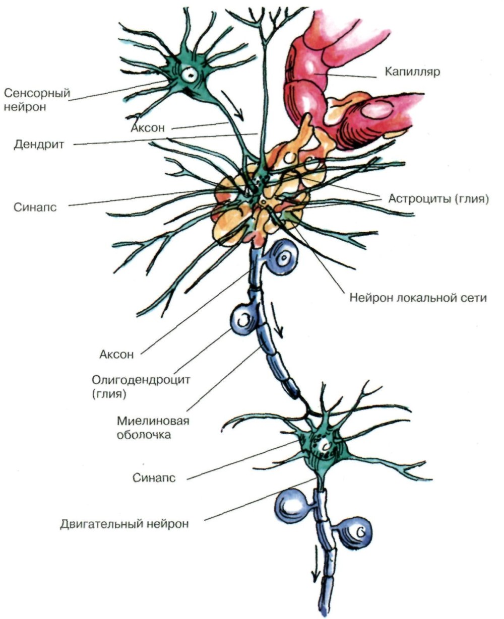 Радиальная глия миграция нейронов