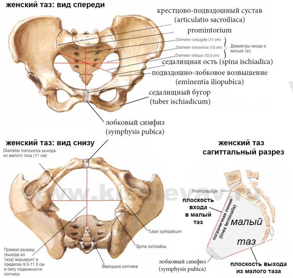 Пограничная линия таза анатомия