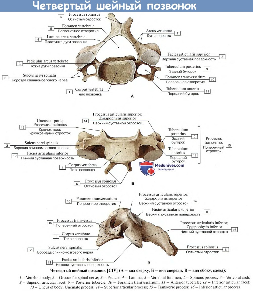Соседка на даче