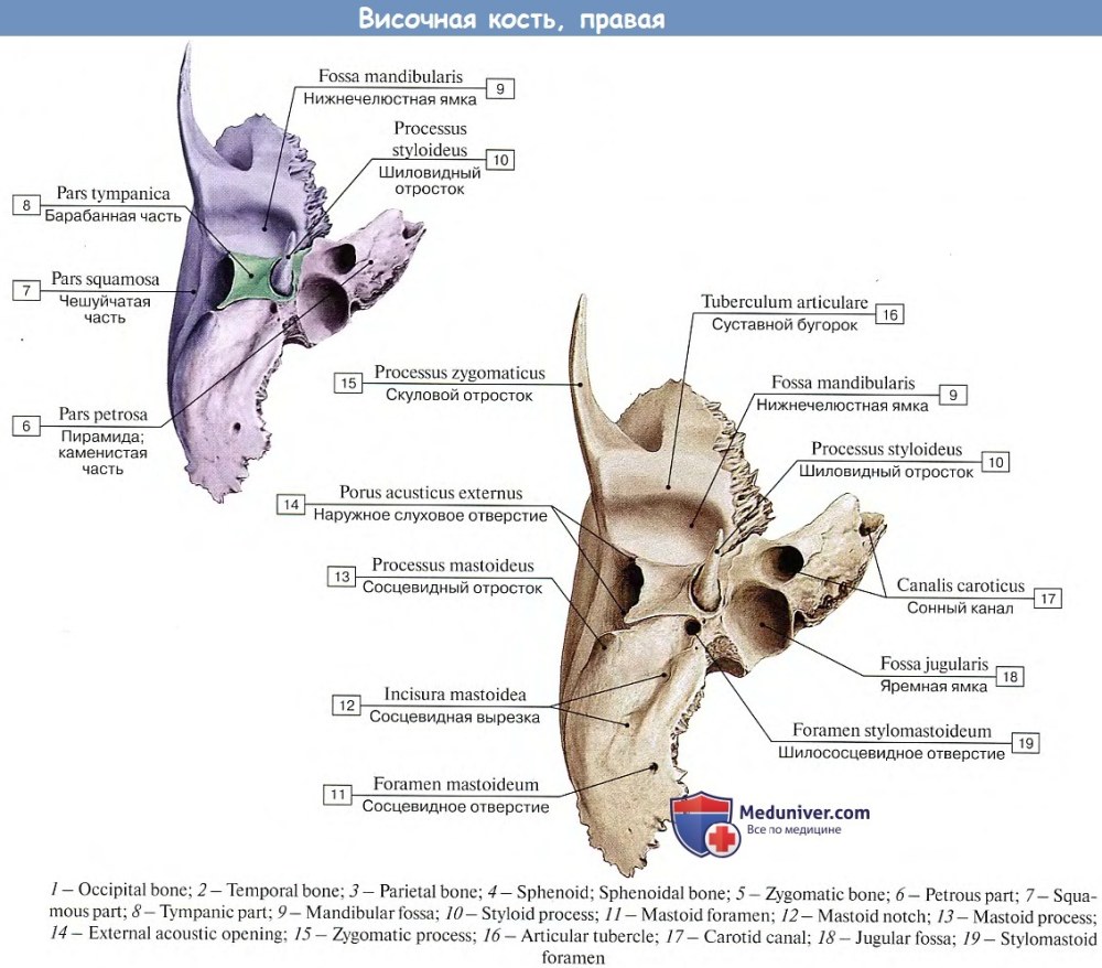 Пирамида (каменистая часть) височной кости