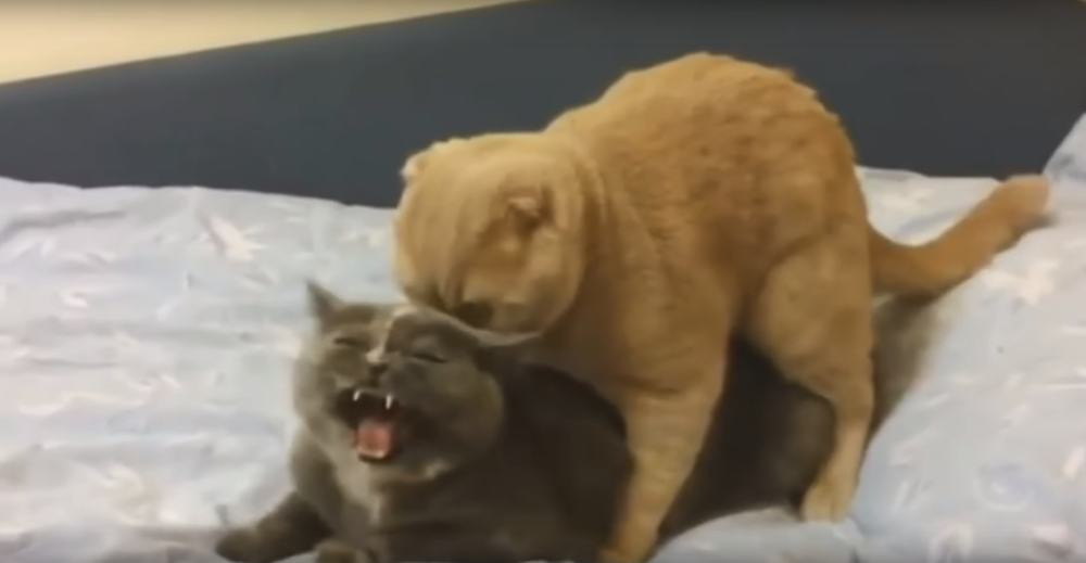 Коты Воители Огнезвёзд и ежевика