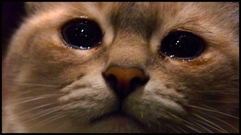 Кот Леопольд с поднятой рубашкой оригинал