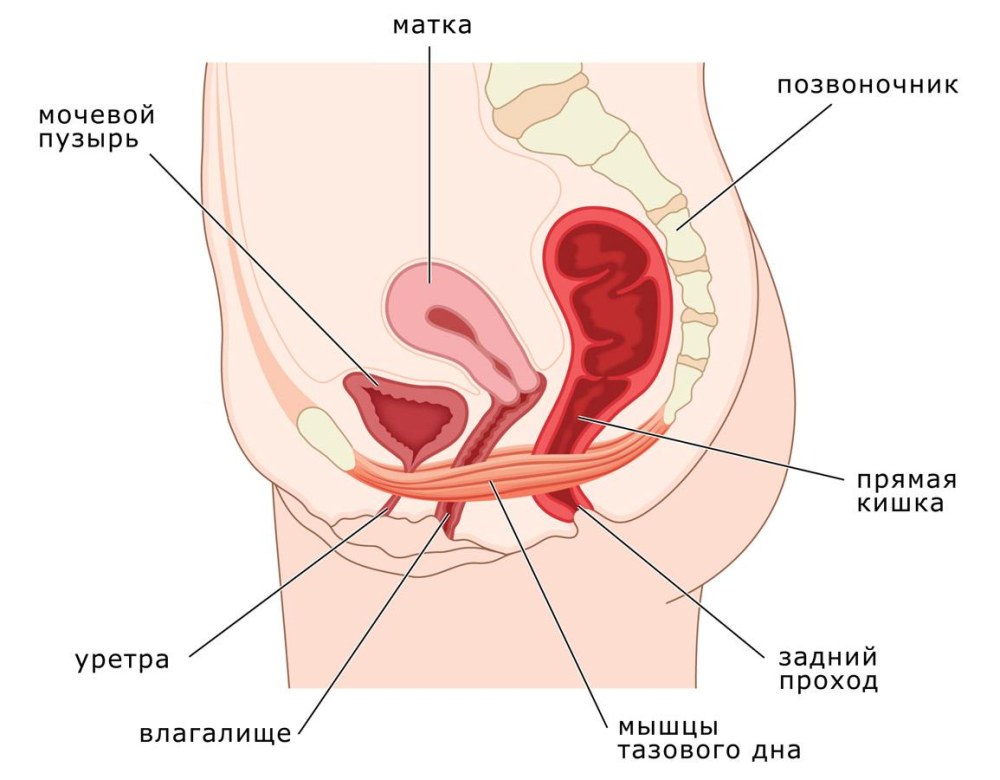 Аномалии матки классификация