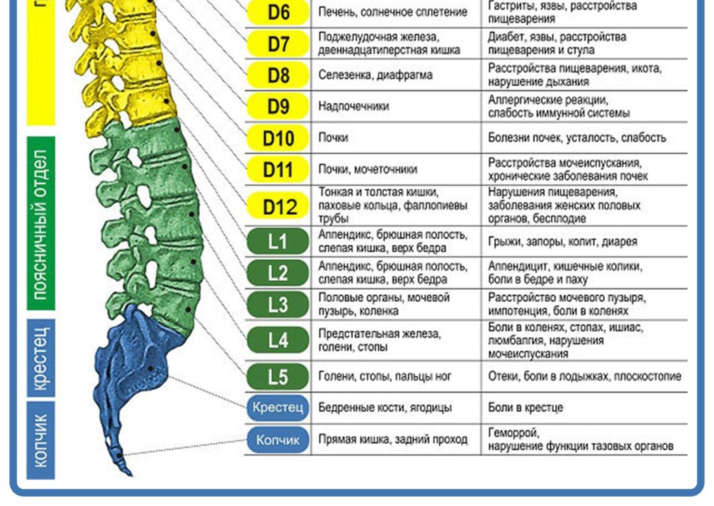 Голые задницы толстых женщин