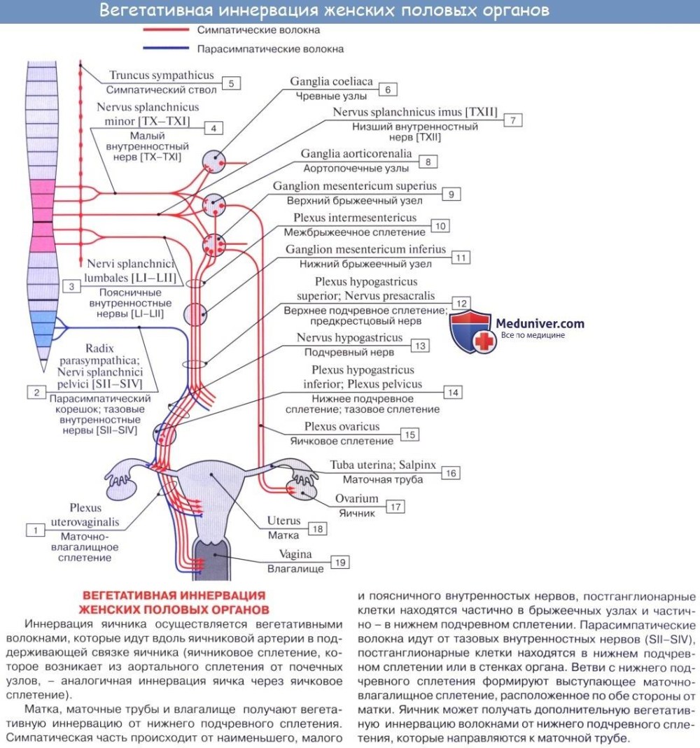 Матка кровоснабжение и иннервация