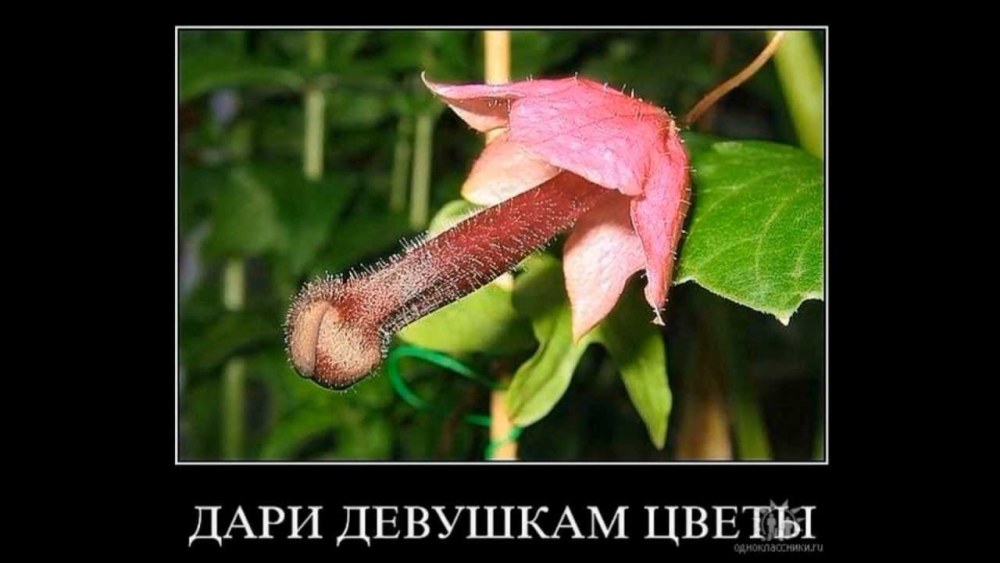 Смешной цветочек