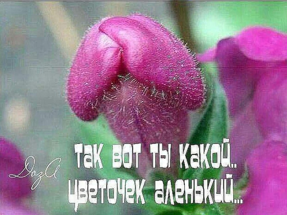 Приколы про цветы