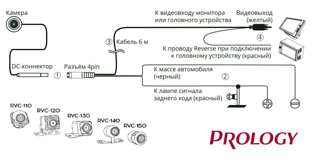 Перепончатая стенка трахеи анатомия