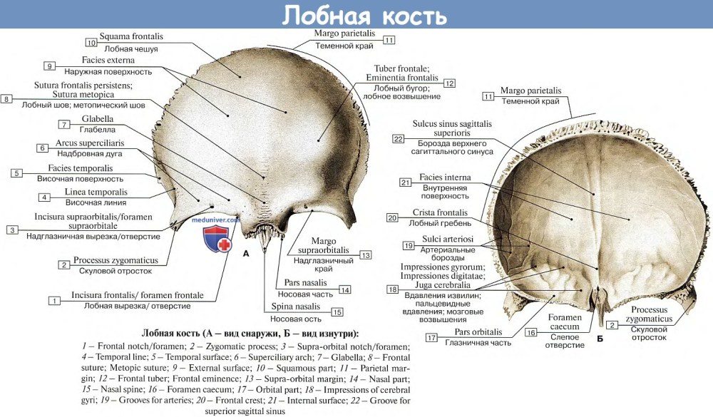 Соединение костей позвонка вид спереди